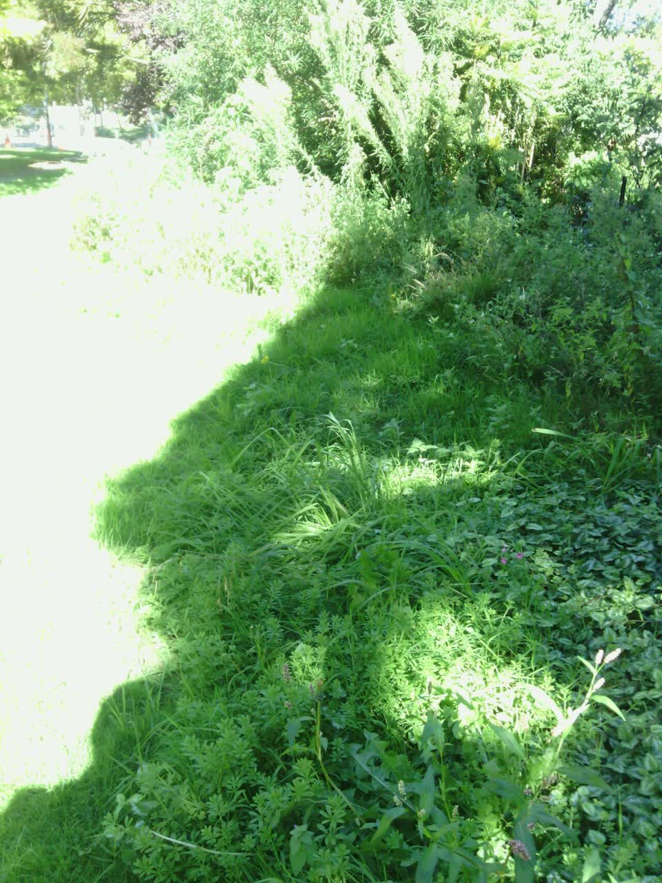 The photograph attached to this parks report
