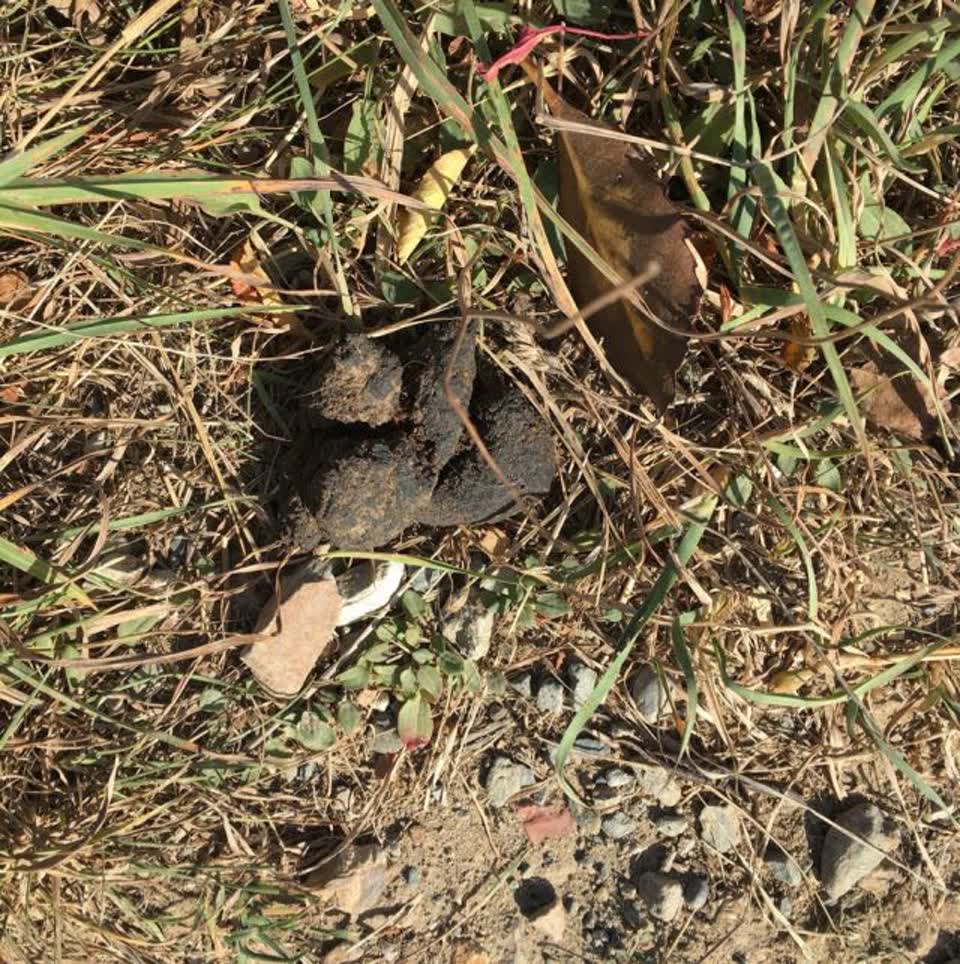 The photograph attached to this parks report
