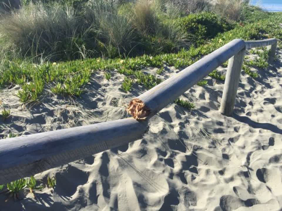 The photograph attached to this parks report