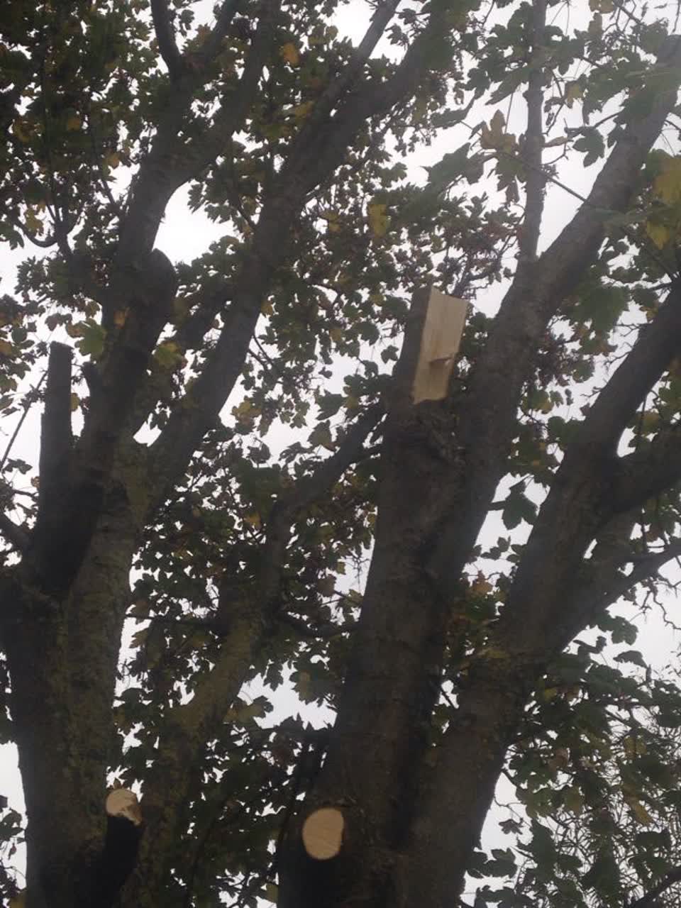 The photograph attached to this parks report
