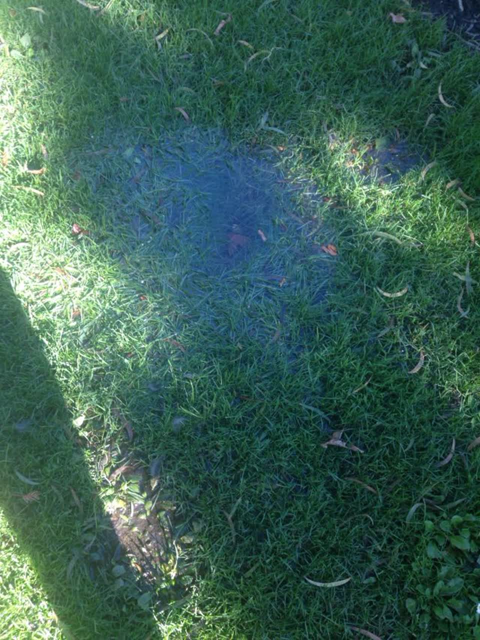 The photograph attached to this parks report