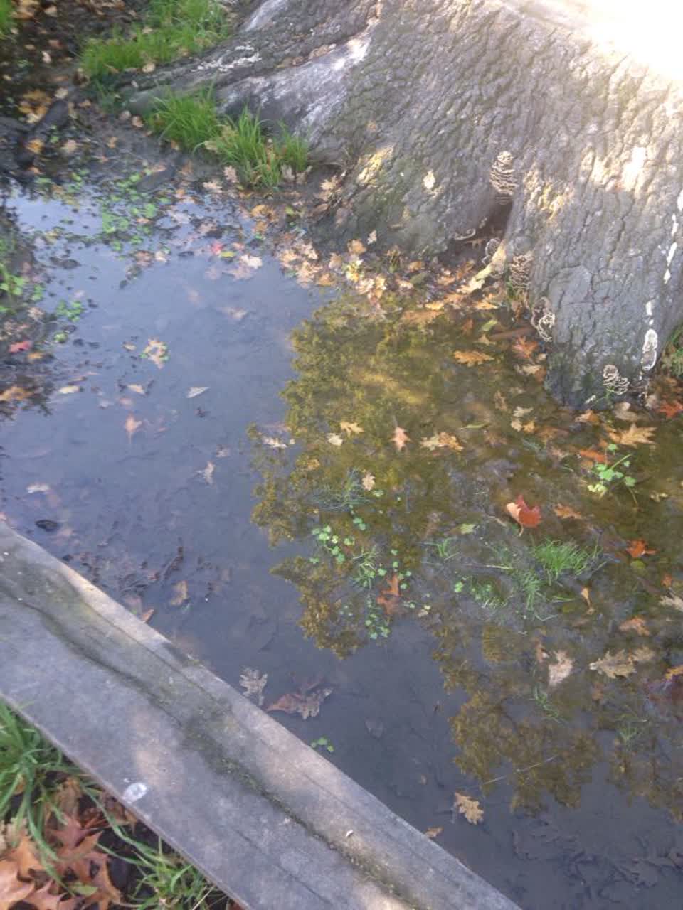 The photograph attached to this parks report