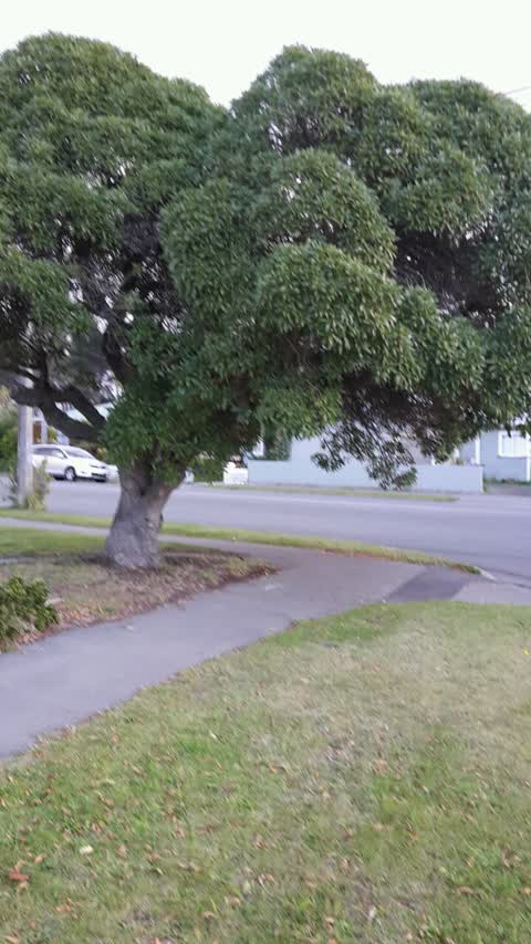Roading/Streets, a report photo