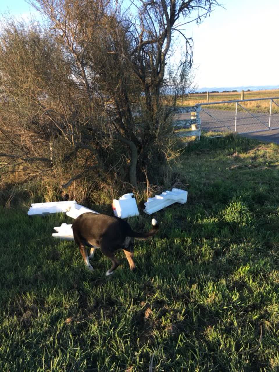 The photograph attached to this rubbish/recycling report