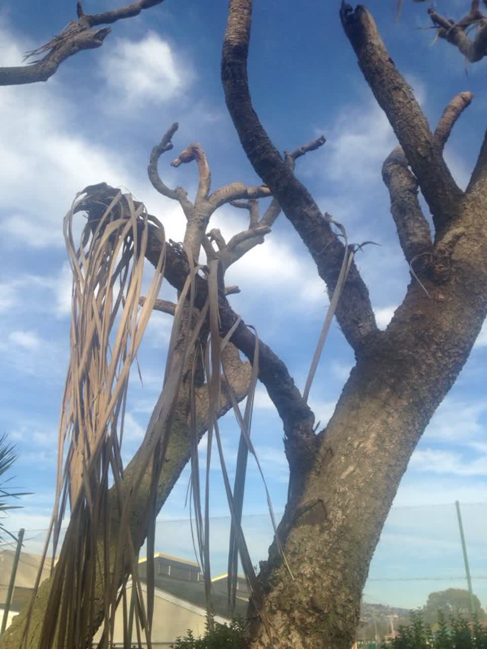The photograph attached to this parks report