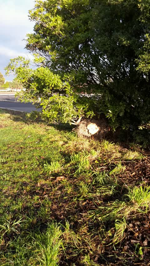 Parks, a report photo