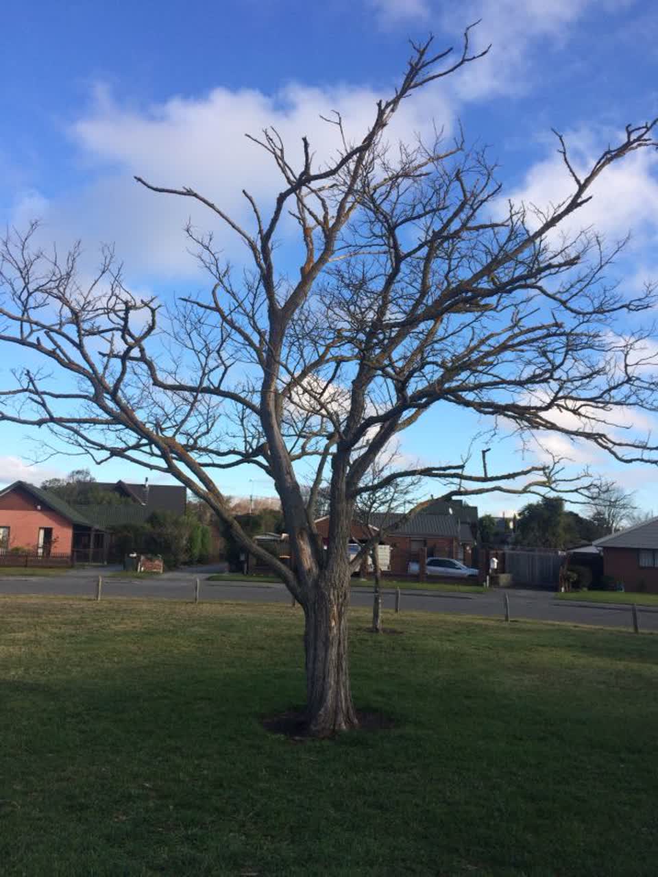 The photograph attached to this parks report