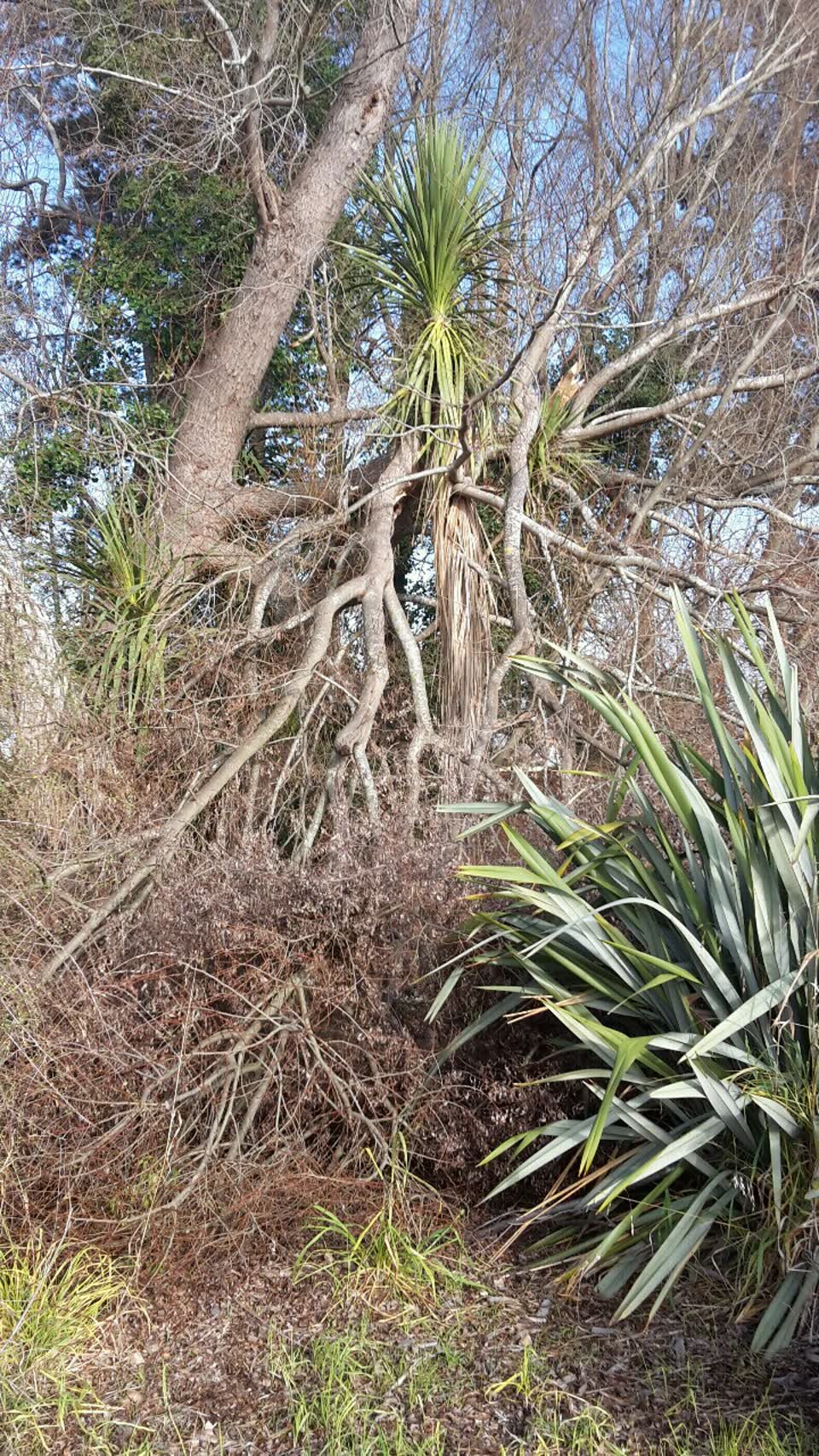 The photograph attached to this parks report