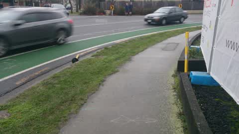 Roading/Streets, a report photo