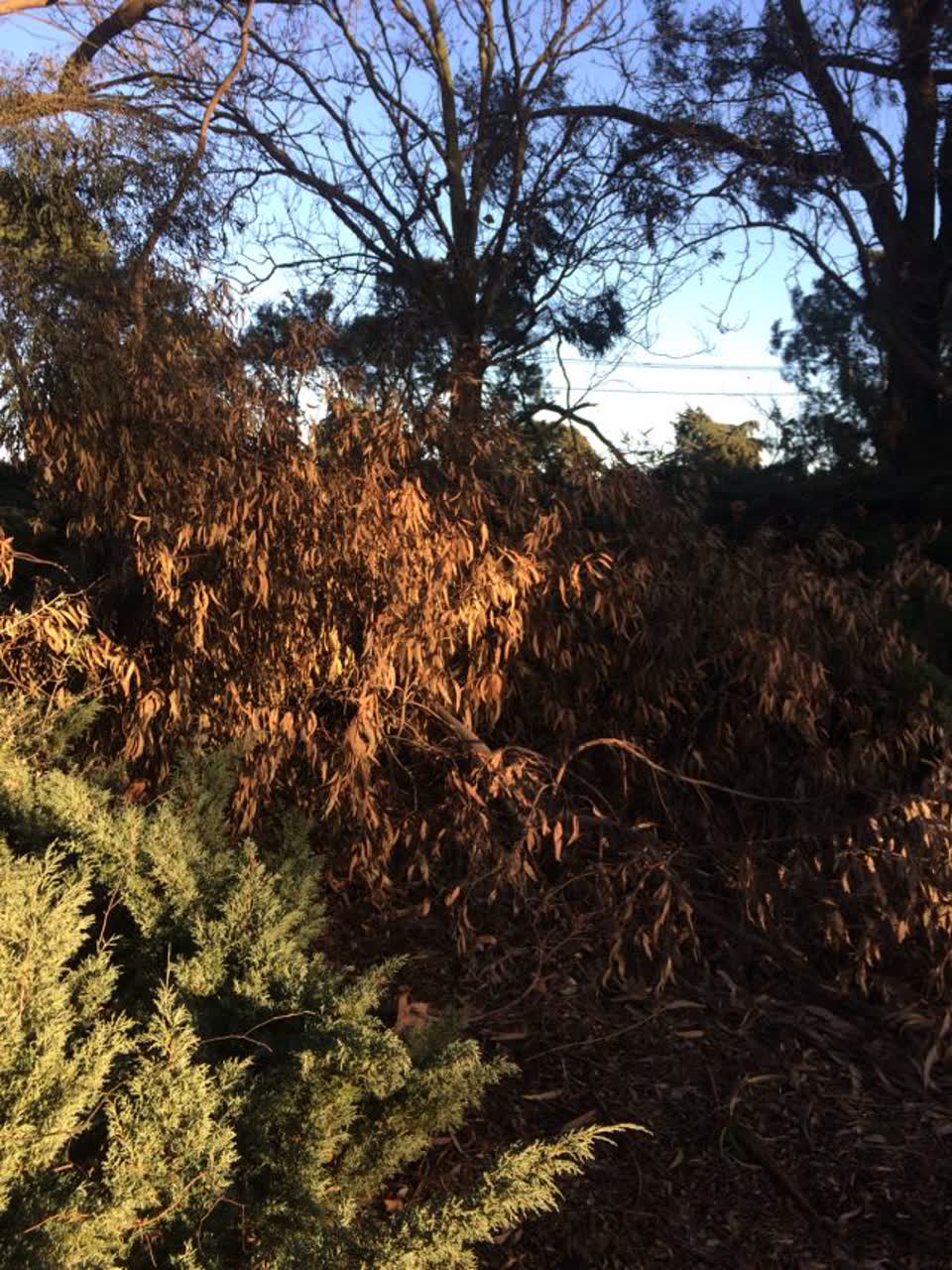 The photograph attached to this parks report