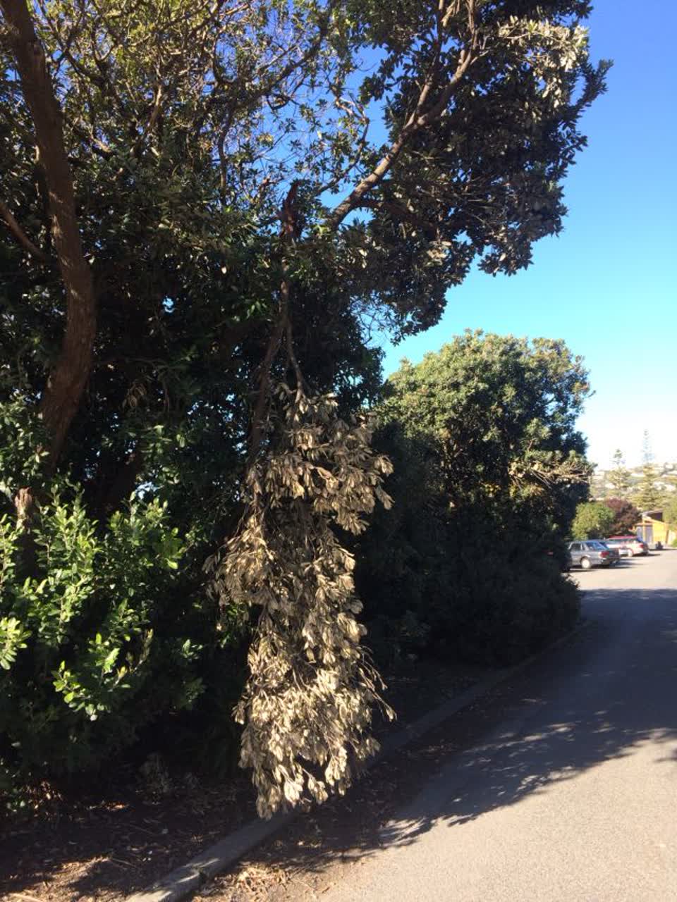 The photograph attached to this parks report