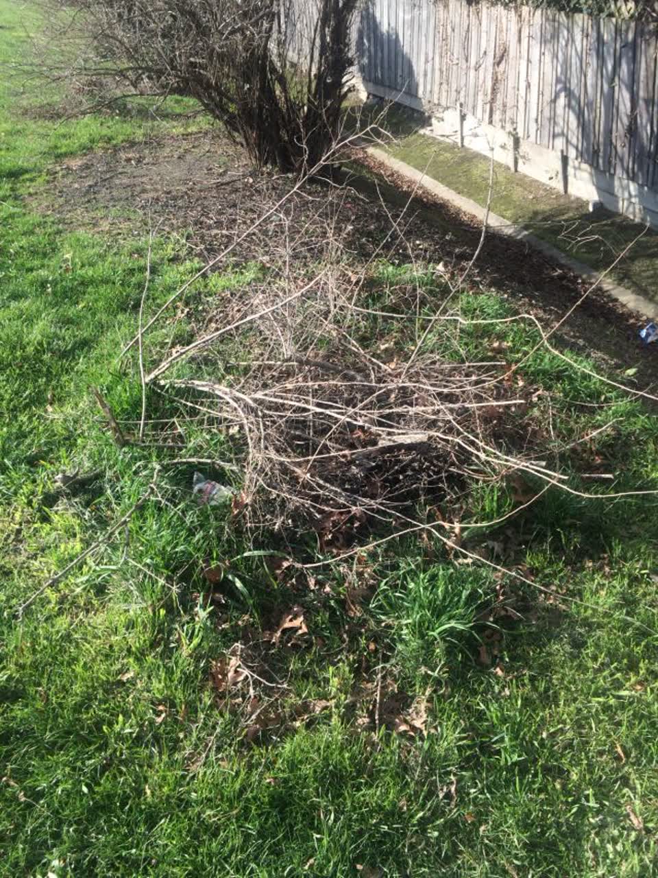 The photograph attached to this parks report