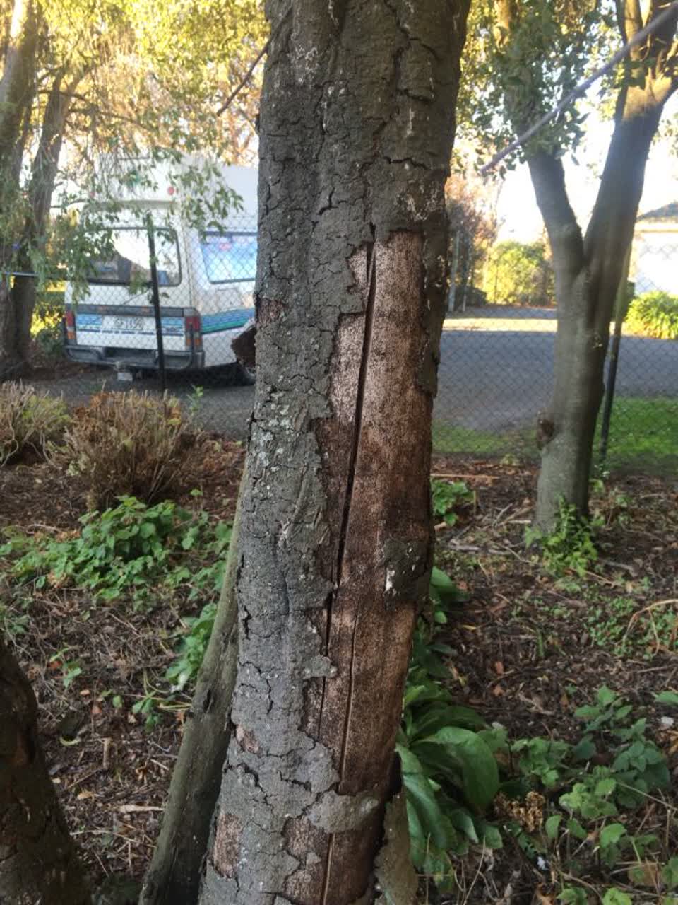 The photograph attached to this parks report