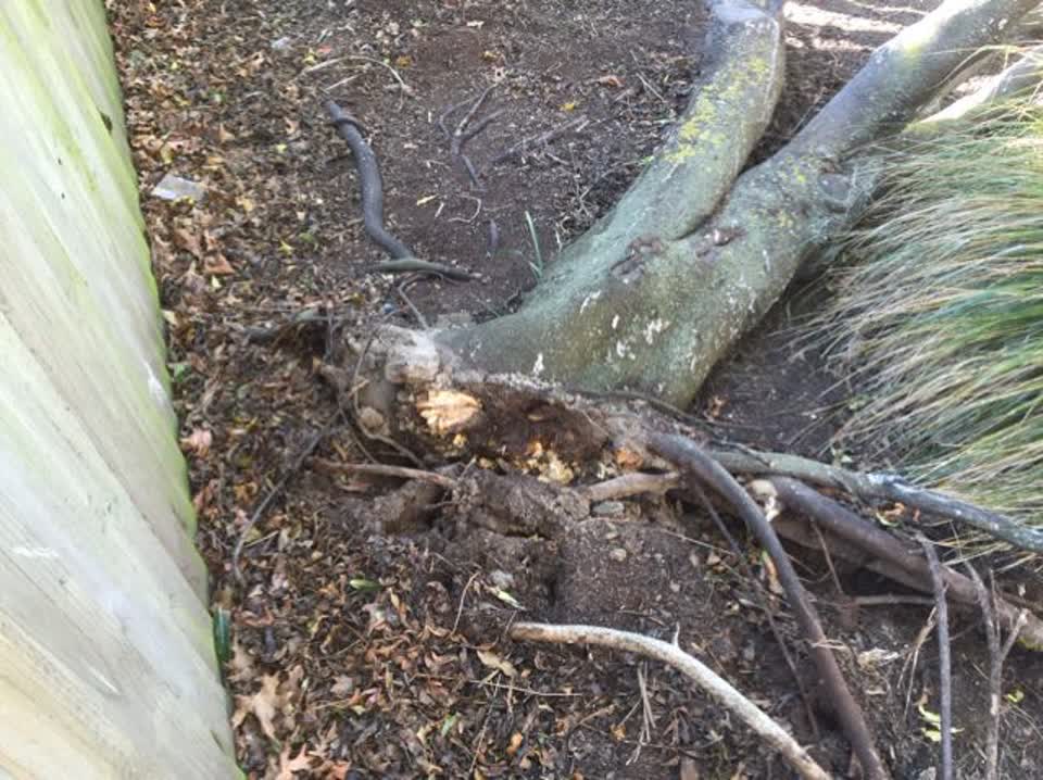 The photograph attached to this parks report
