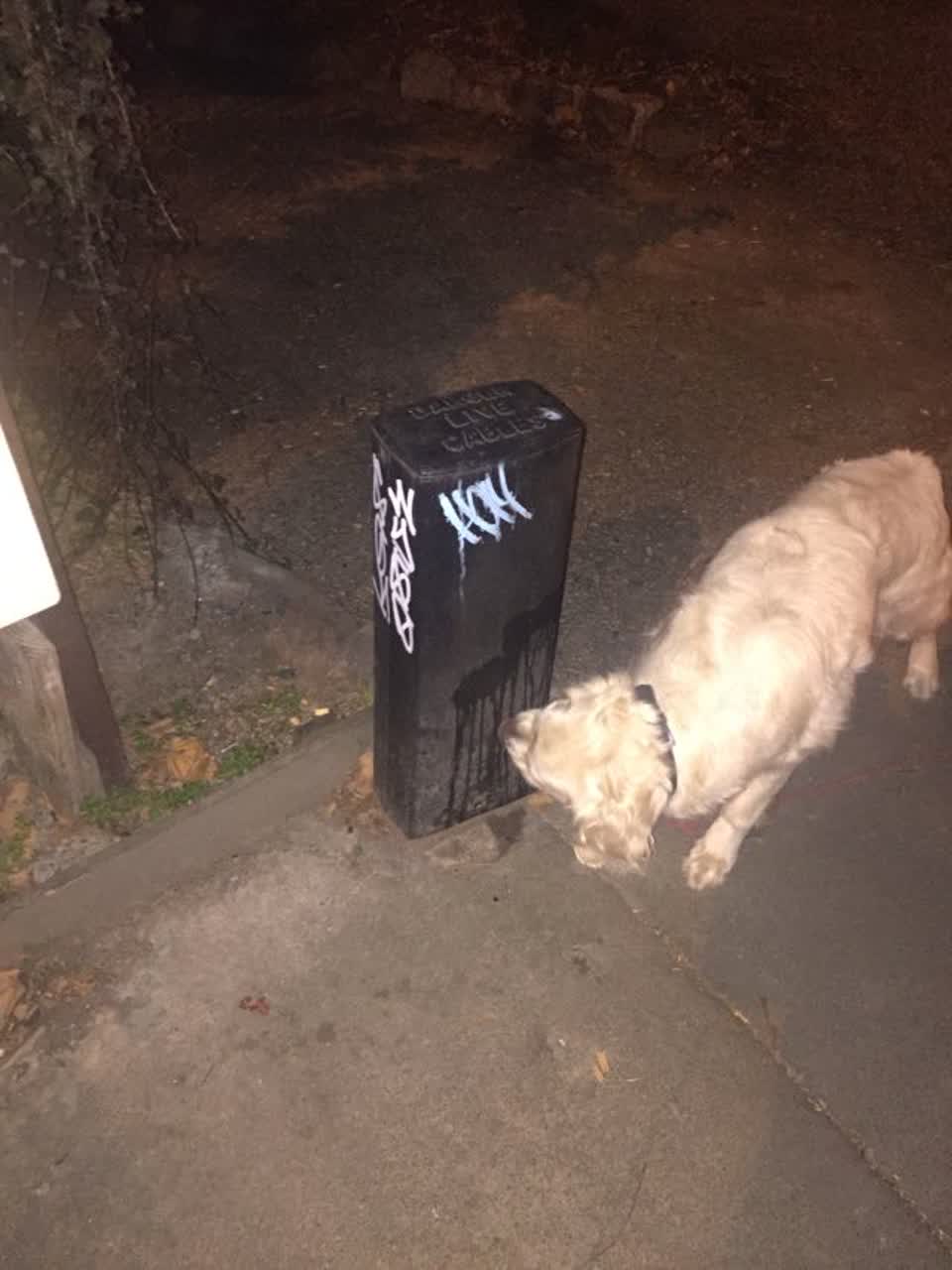 The photograph attached to this graffiti report