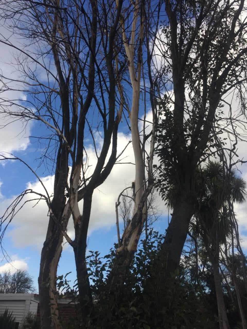 The photograph attached to this parks report