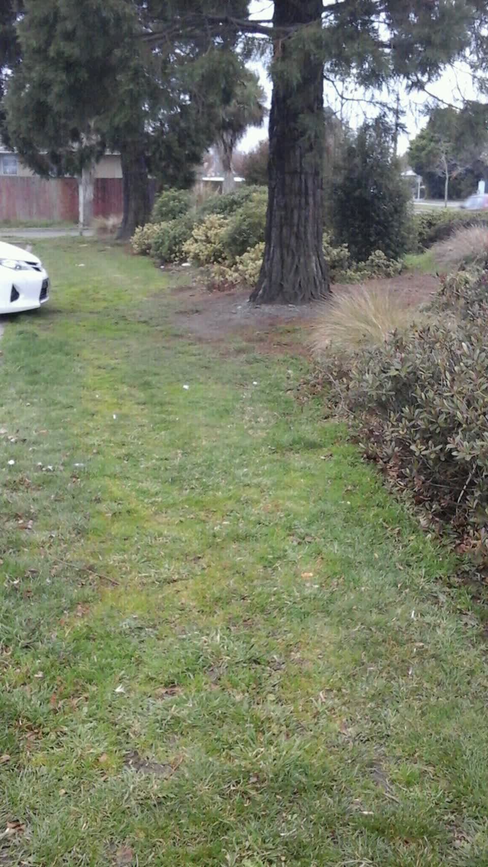 The photograph attached to this parks report