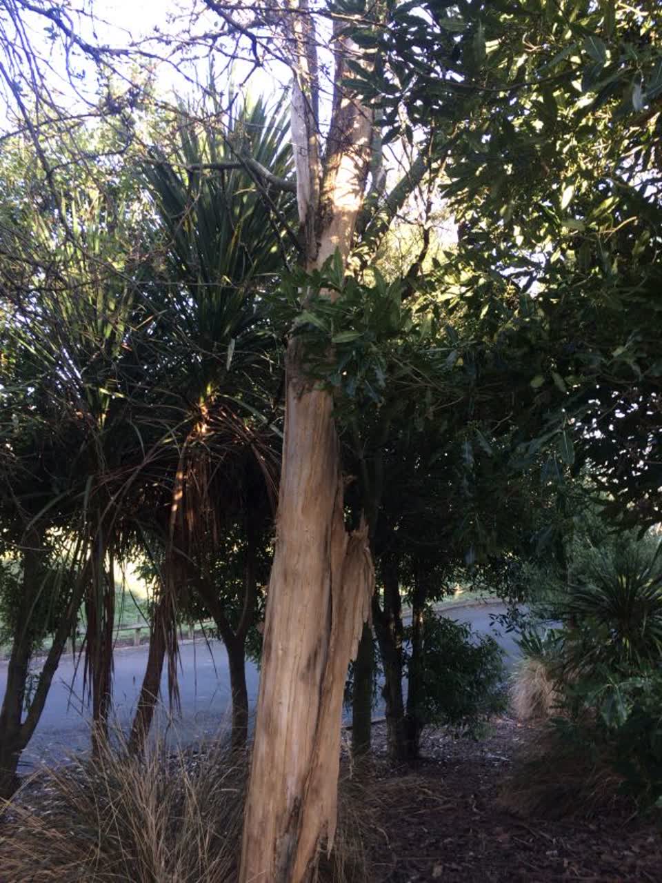 The photograph attached to this parks report