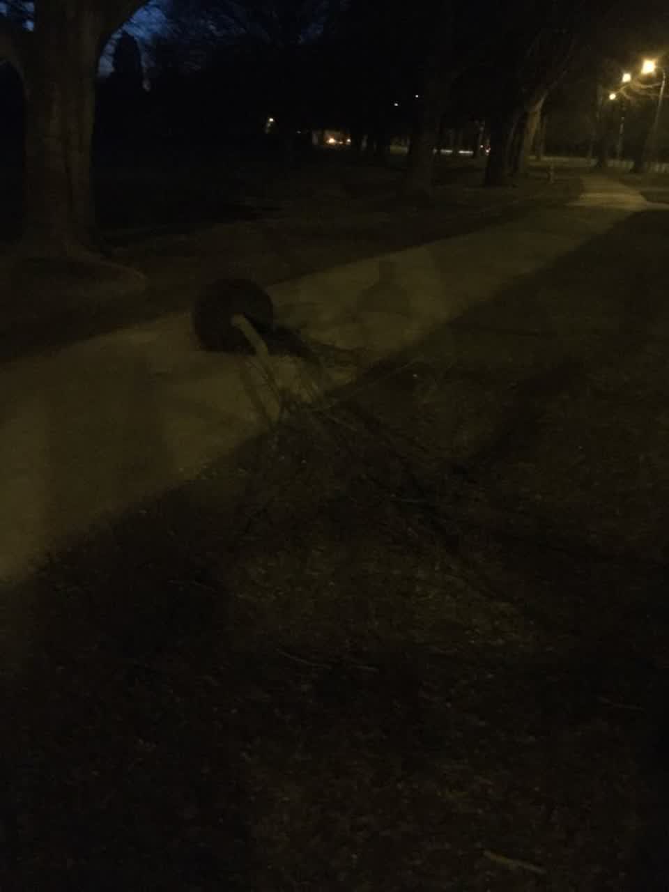 The photograph attached to this parks report