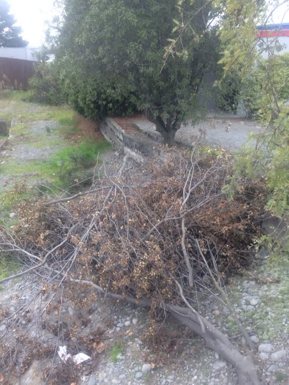 The photograph attached to this parks report