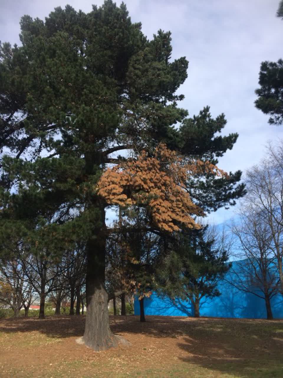 The photograph attached to this parks report