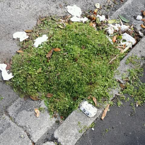 Rubbish/Recycling, a report photo