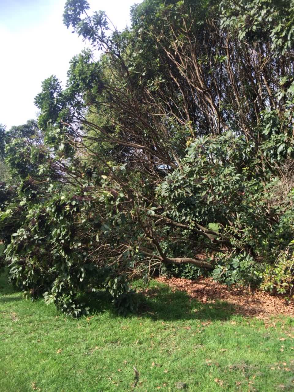 The photograph attached to this parks report