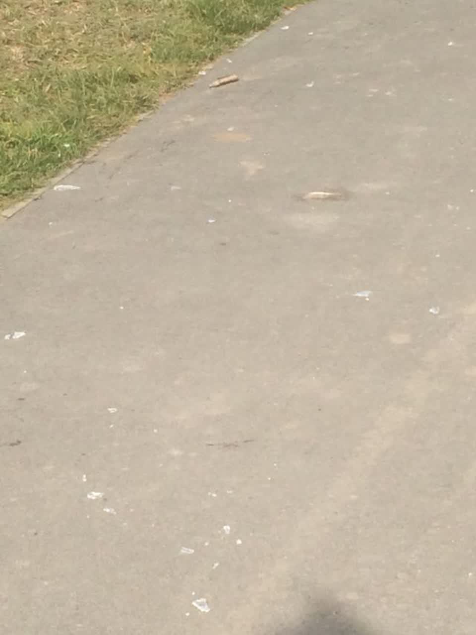 The photograph attached to this parks report
