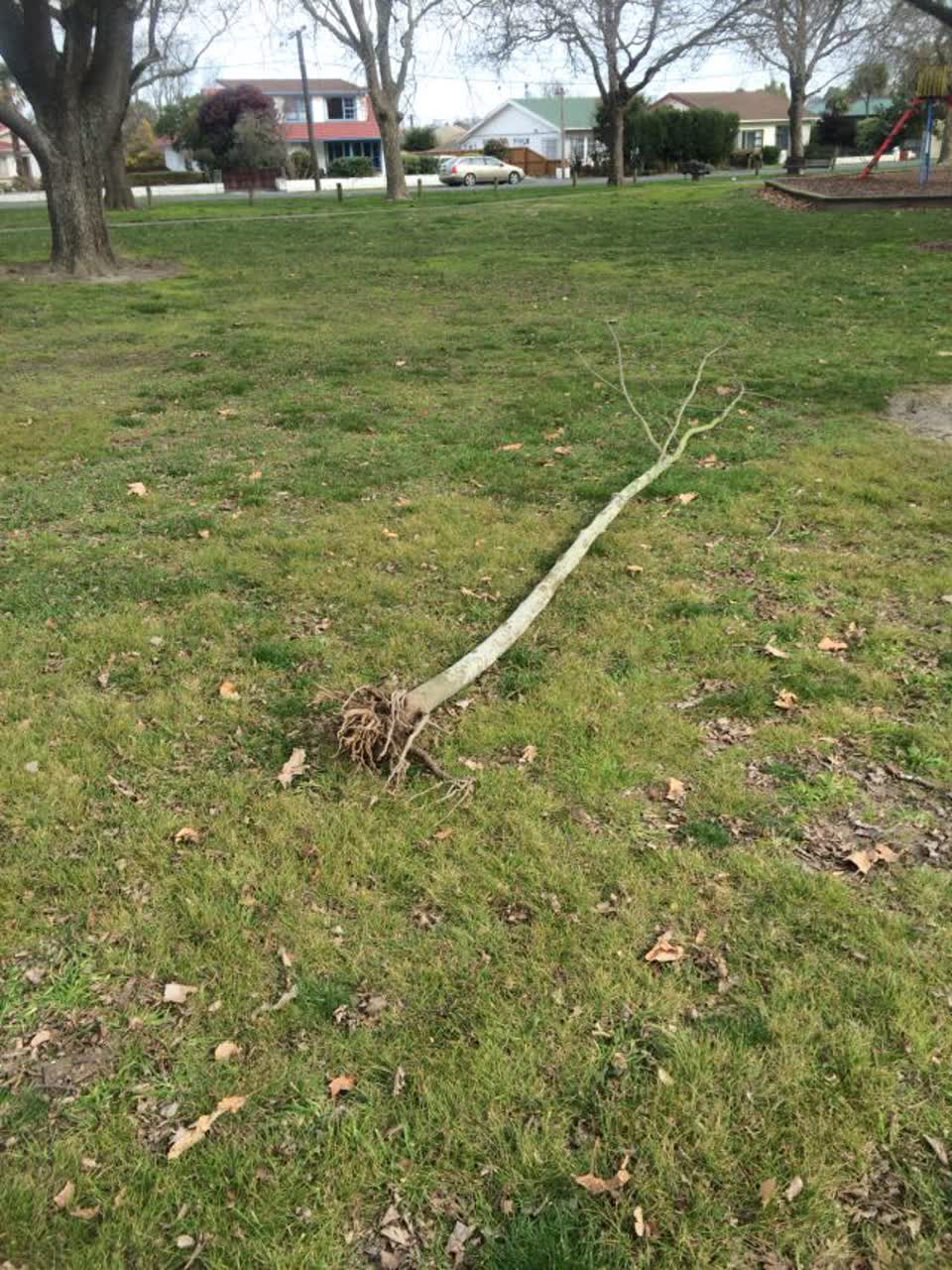 The photograph attached to this parks report