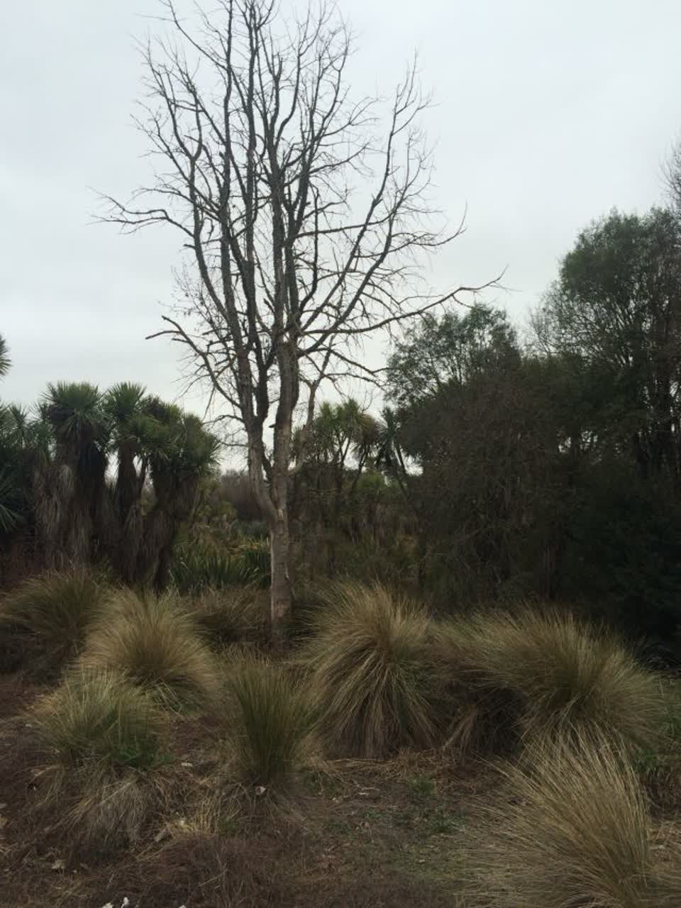 The photograph attached to this parks report