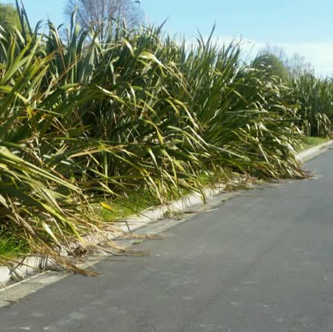 Roading/Streets, a report photo
