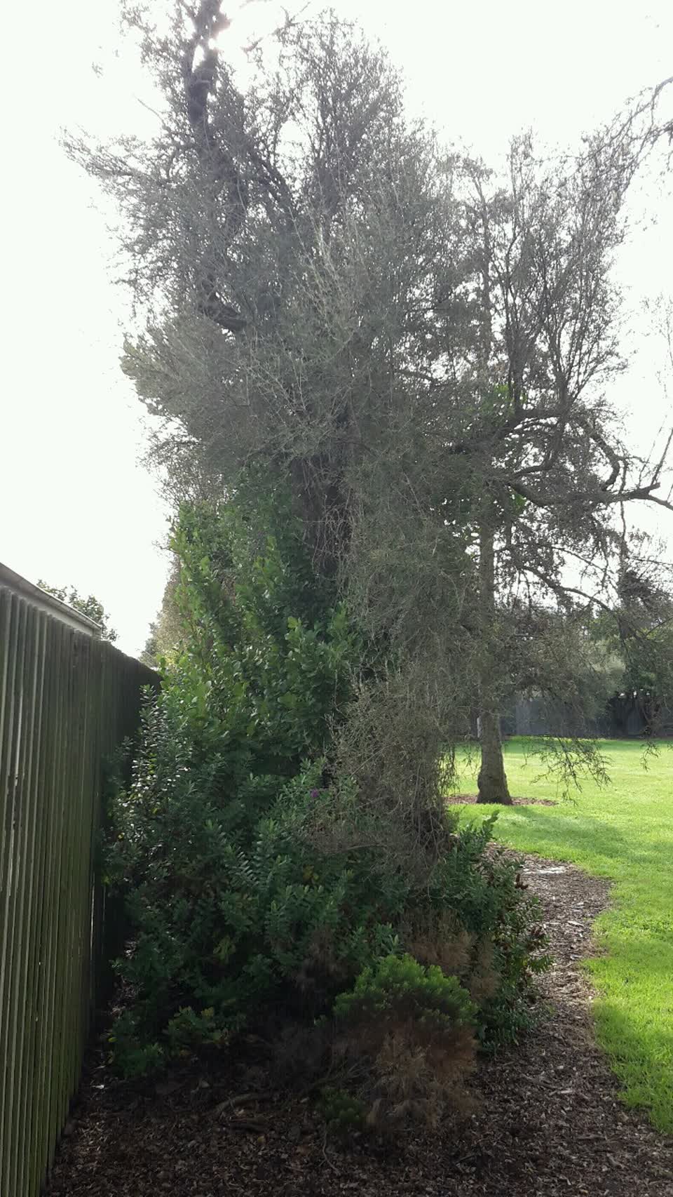 The photograph attached to this parks report