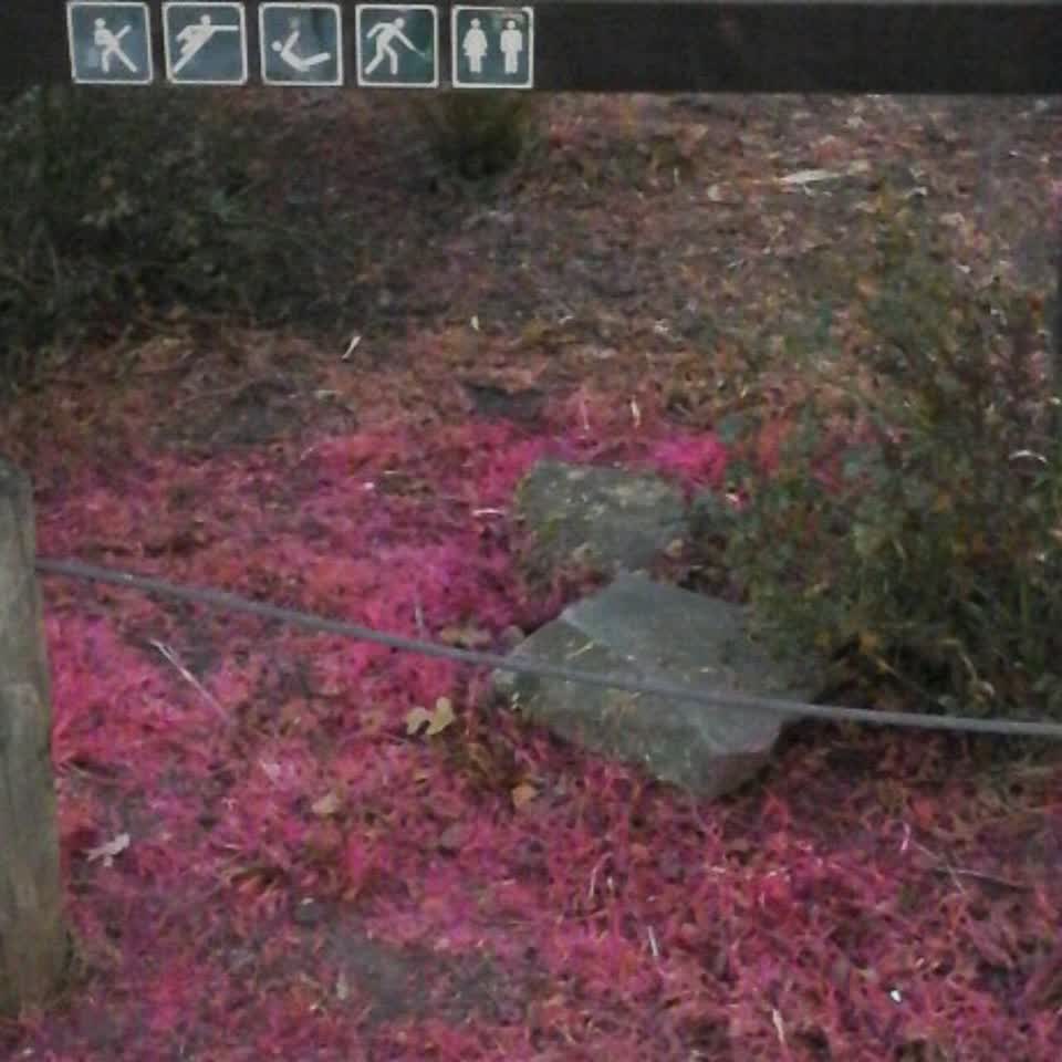The photograph attached to this parks report