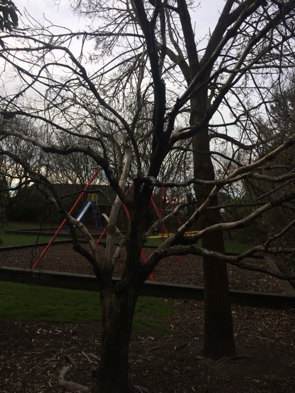 The photograph attached to this parks report