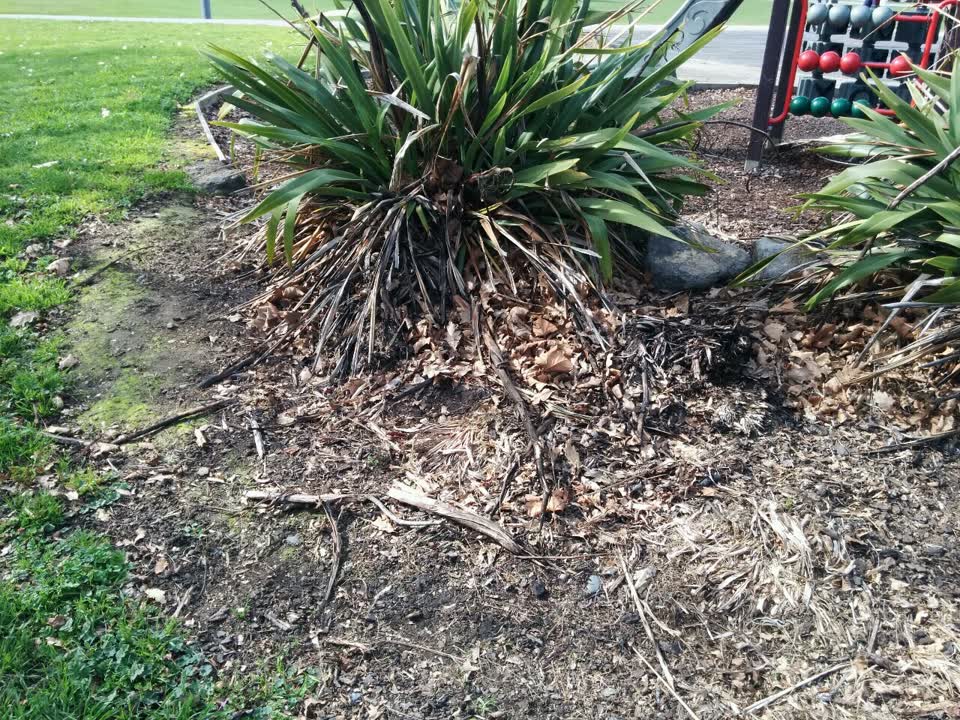 The photograph attached to this parks report