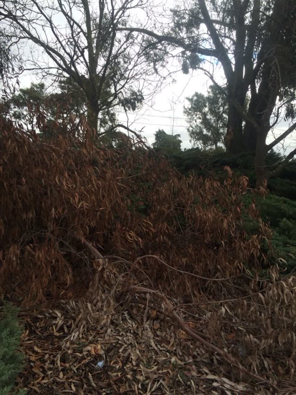 The photograph attached to this parks report