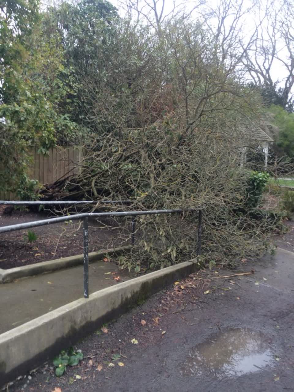 The photograph attached to this parks report