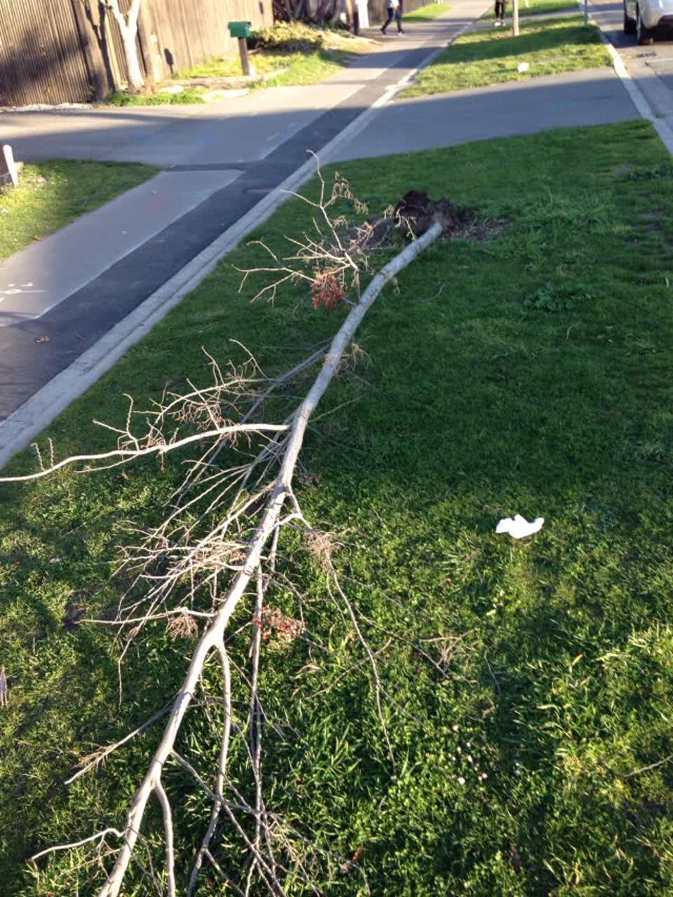 The photograph attached to this parks report