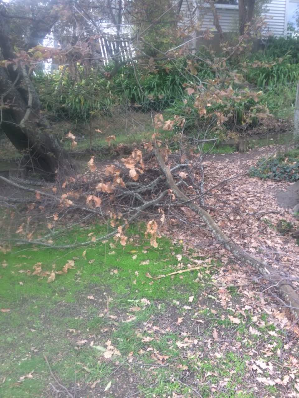The photograph attached to this parks report