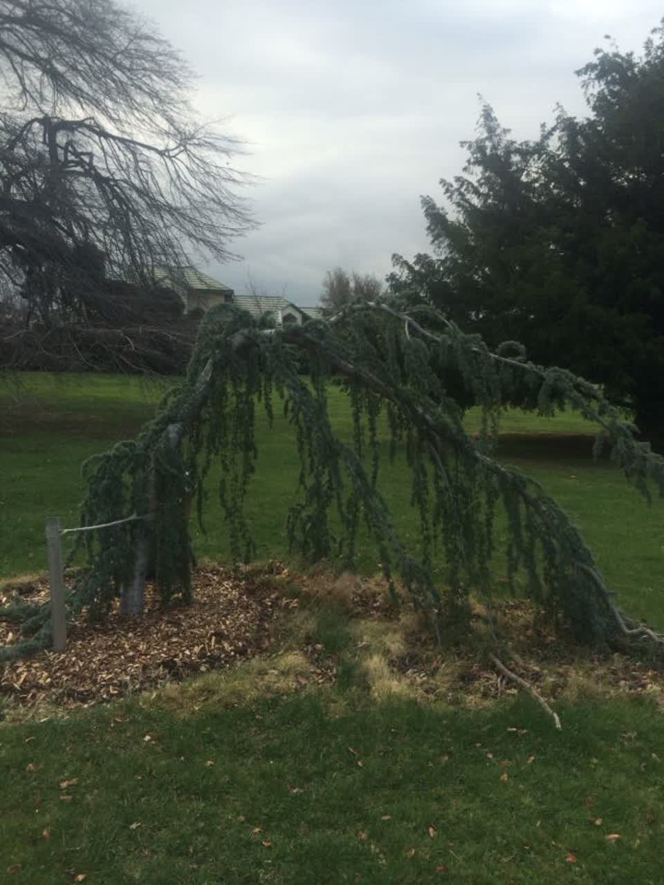 The photograph attached to this parks report