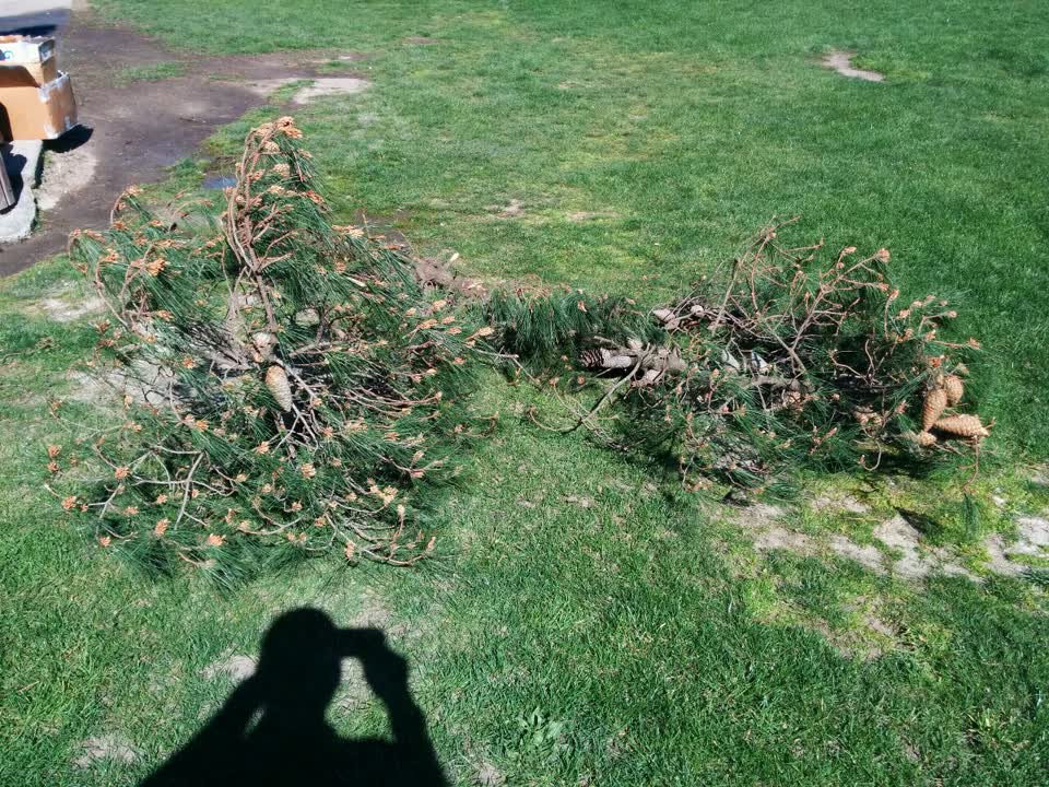 The photograph attached to this parks report