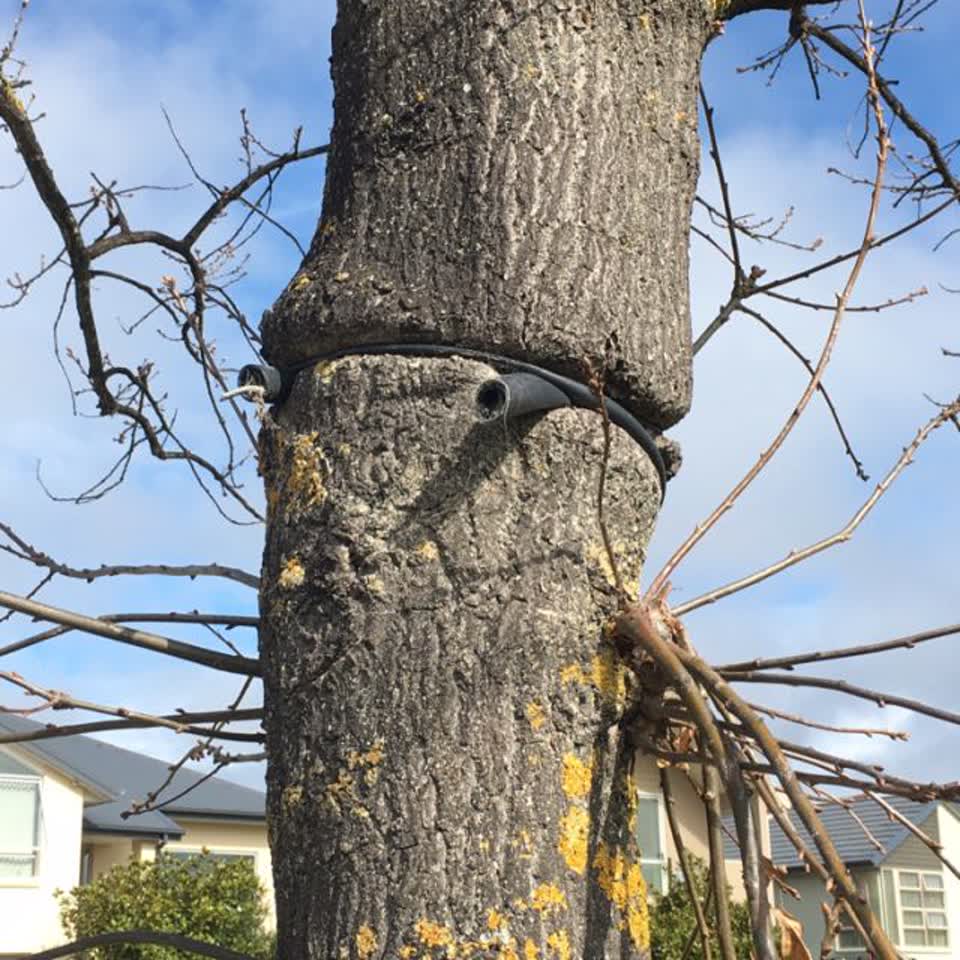 The photograph attached to this parks report