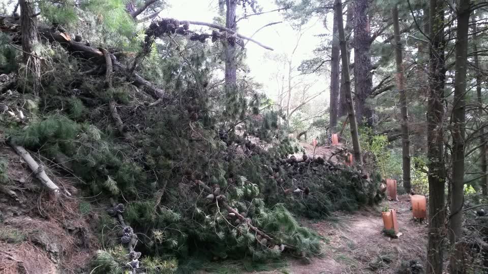 The photograph attached to this parks report