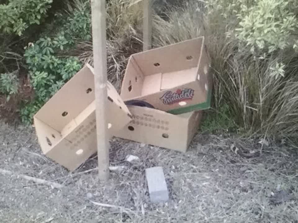 The photograph attached to this rubbish/recycling report