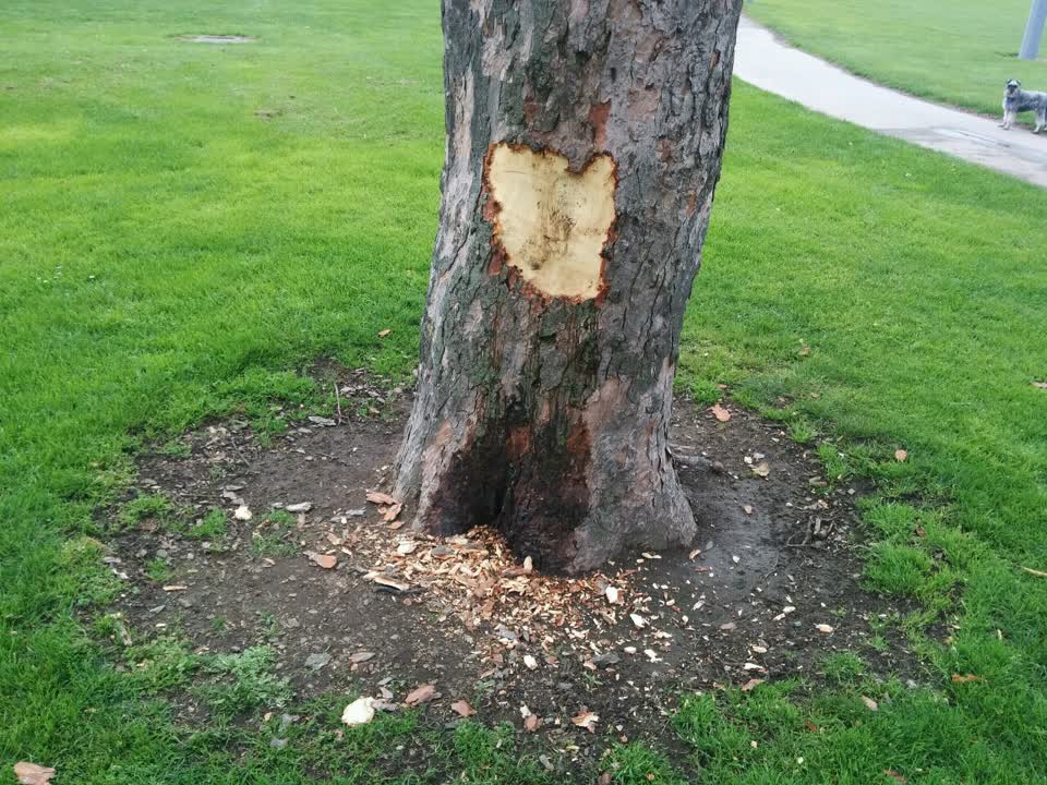 The photograph attached to this parks report