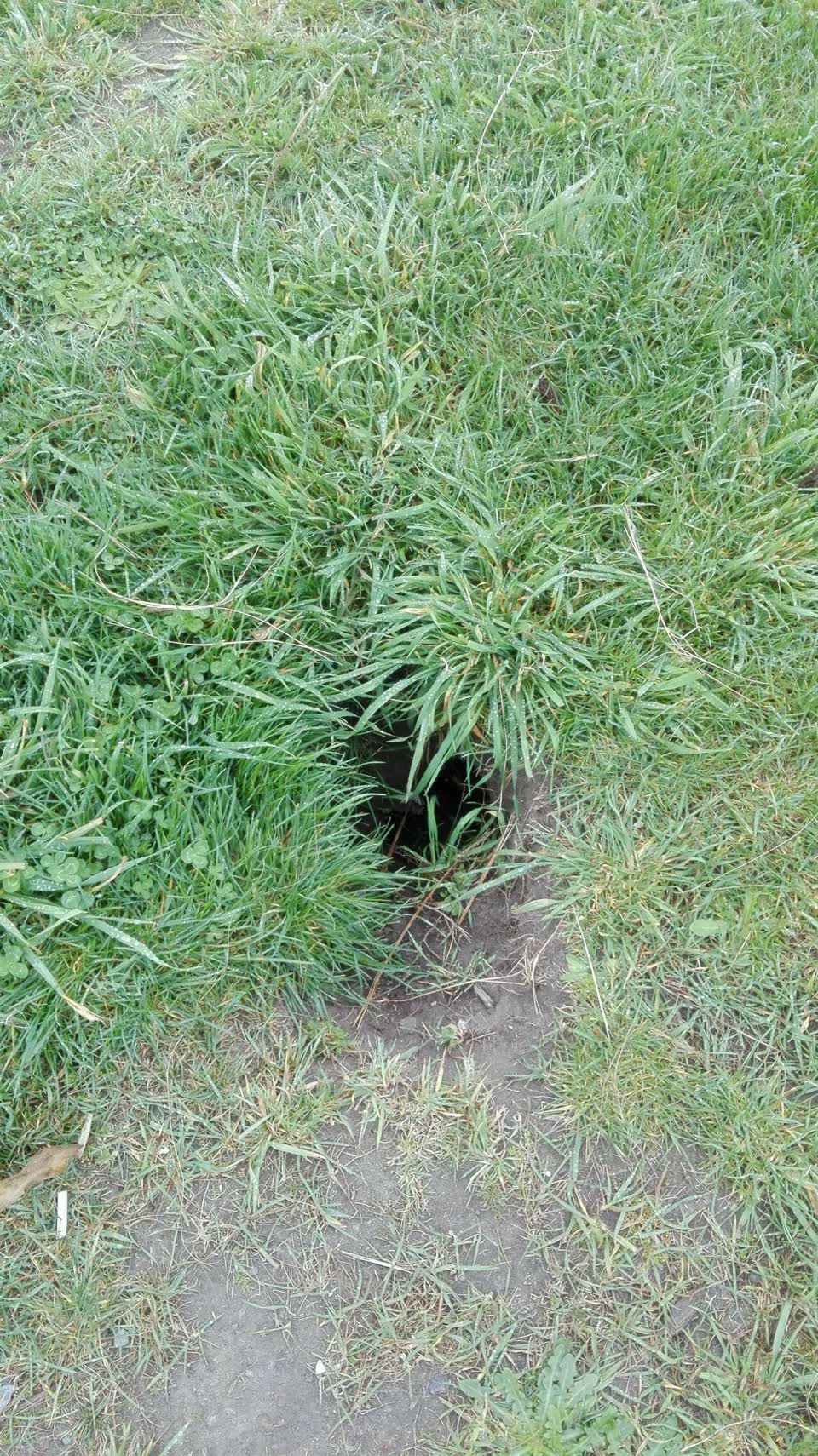 The photograph attached to this parks report