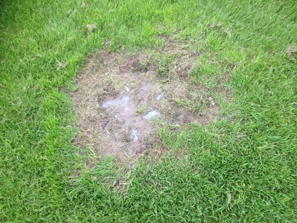 The photograph attached to this parks report