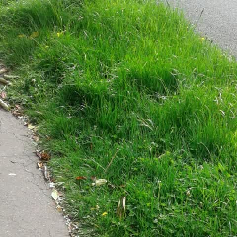 Roading/Streets, a report photo