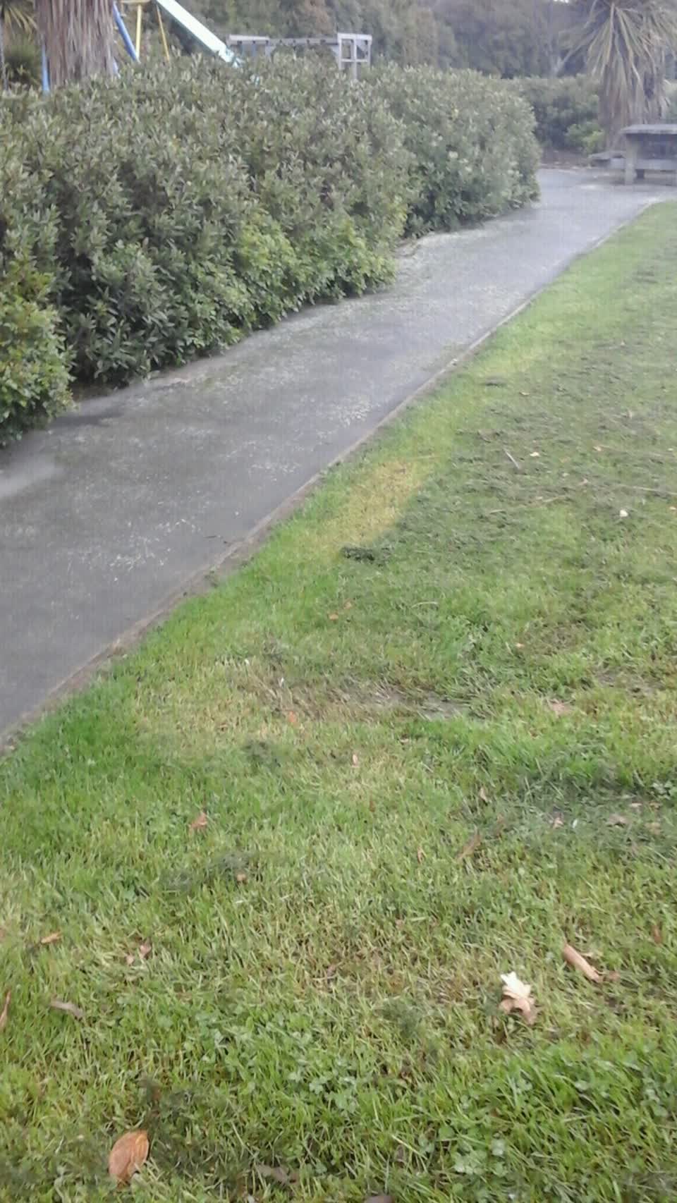 The photograph attached to this parks report