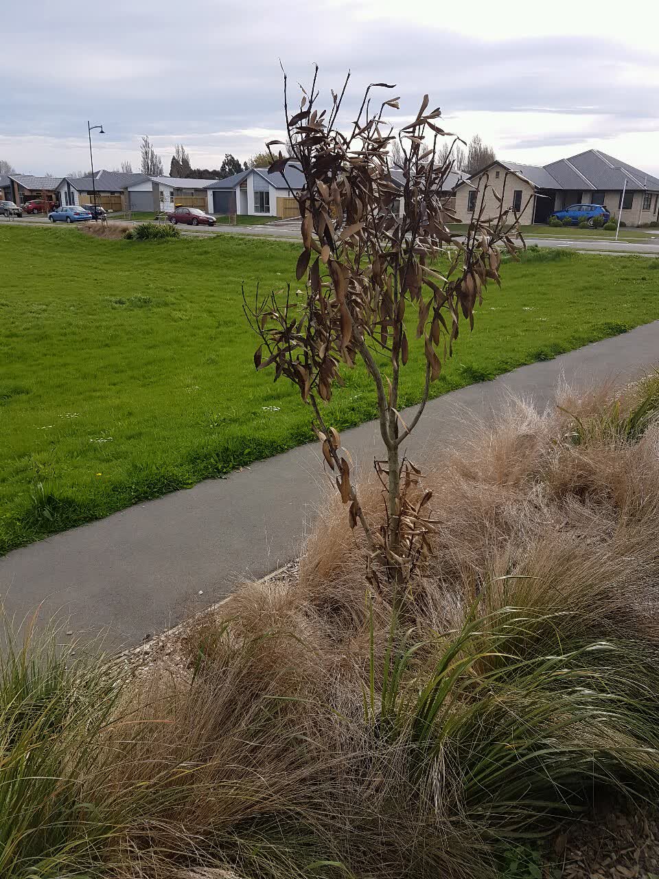 The photograph attached to this parks report